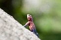 Red-headed Rock Agama